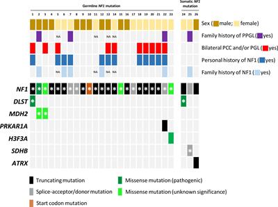 Co-occurrence of mutations in NF1 and other susceptibility genes in pheochromocytoma and paraganglioma